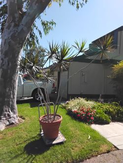 7.5 Ft Tall Multi-Trunk Dragon Tree (Dracaena marginata) with Large Pot