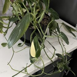 Plant