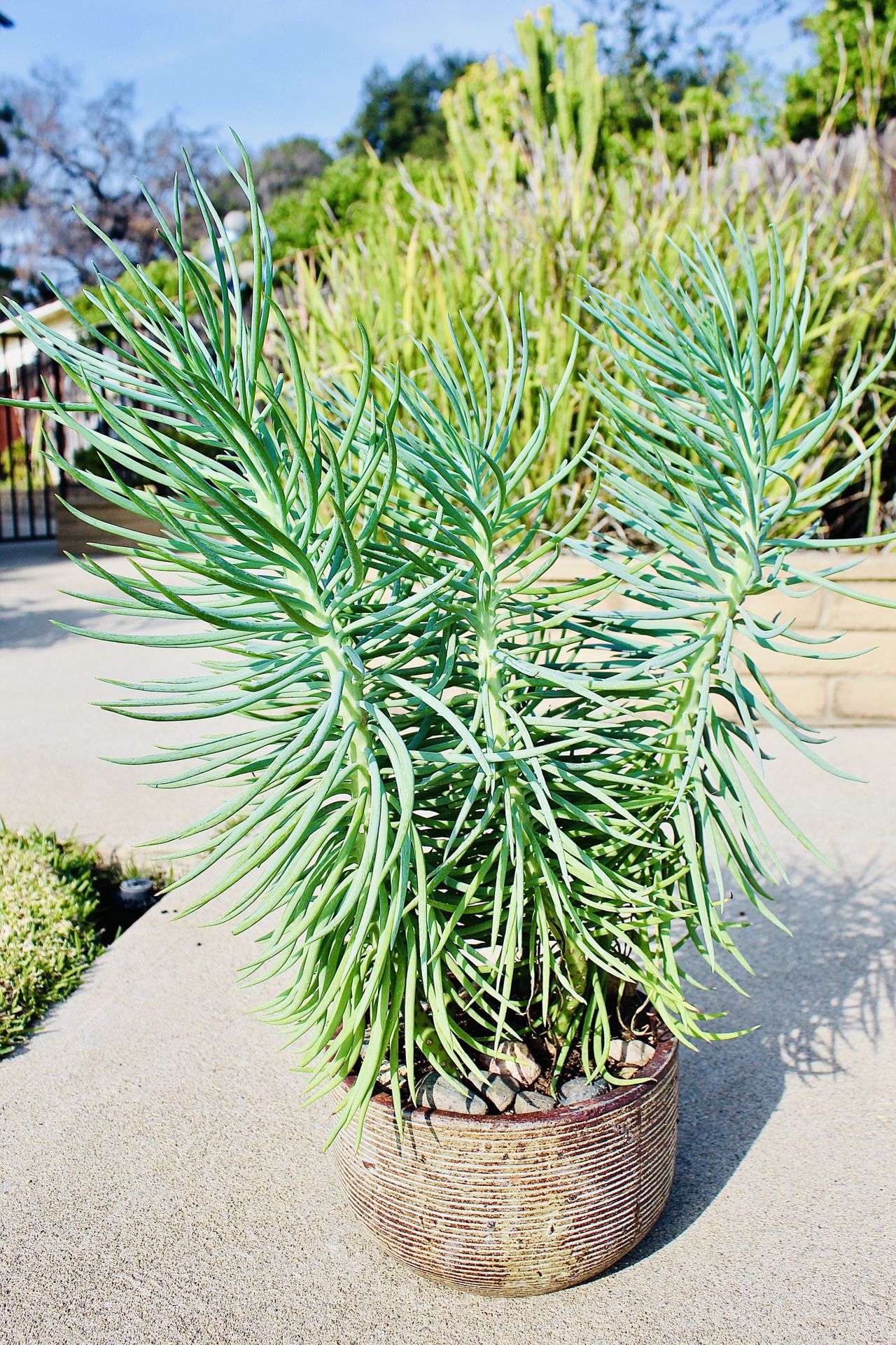 A Beautiful Ceramic Pot With Thriving Succulents 