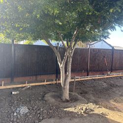 Chinese maple tree