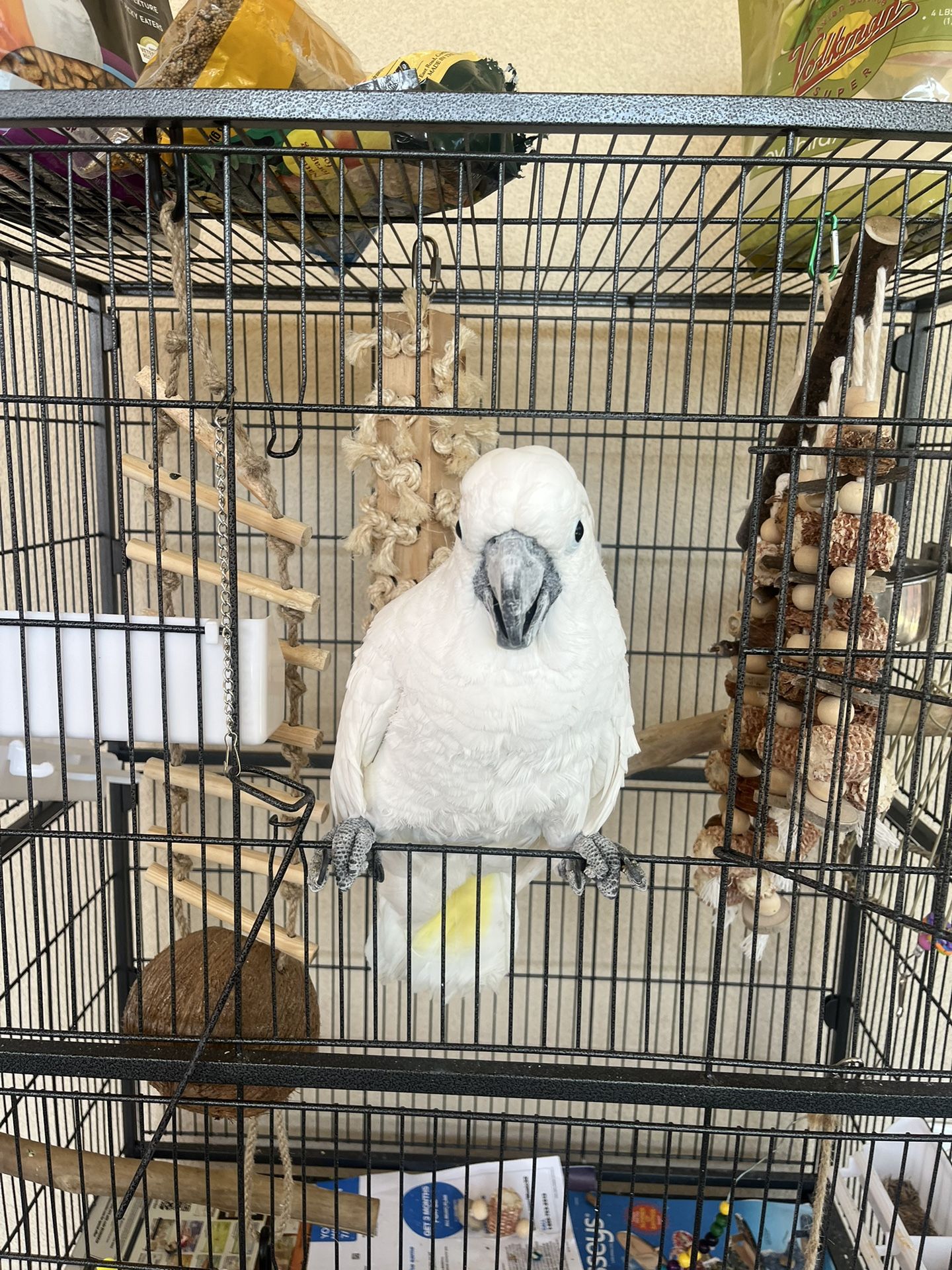 Bird Cage