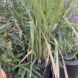 Sugarcane Plant For Sale