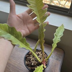 Philodendron Ring Of Fire