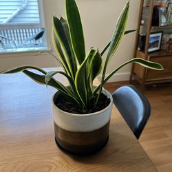 Snake Plant In Small Pot 