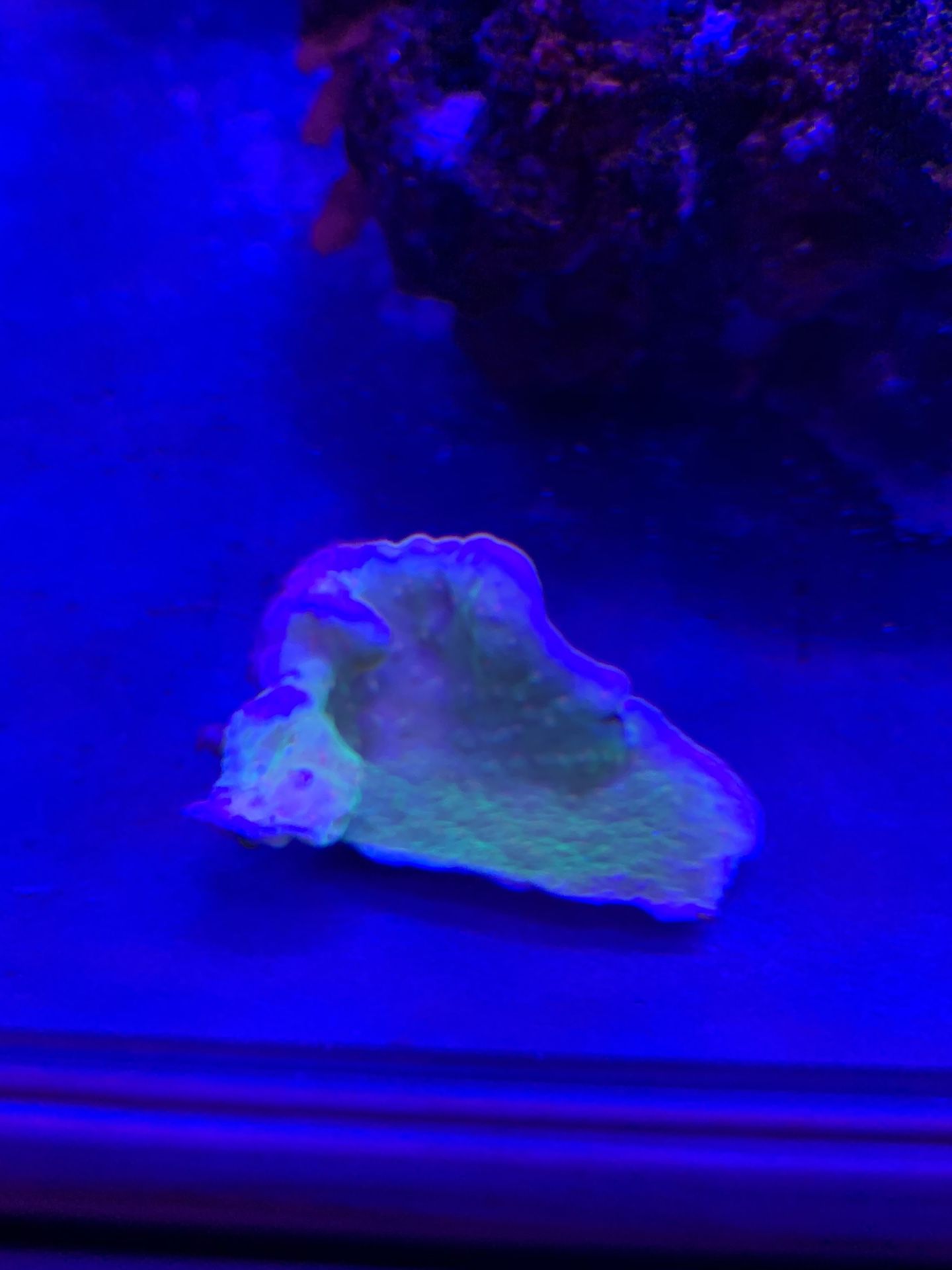 green montipora cap corals