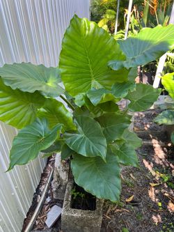 California elephant ear in 3 gls pot. SPECIAL PRICE 🤩