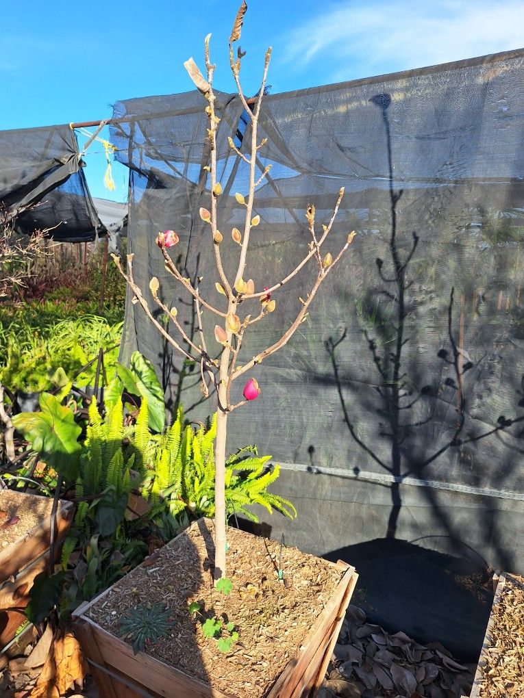 Black Tulip Chinese Magnolia