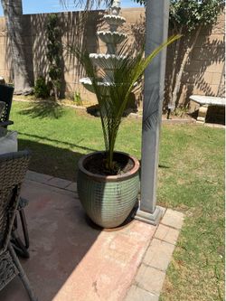 Palm with pot