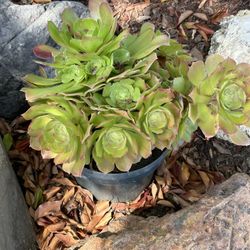 Succulent In Plastic Pot