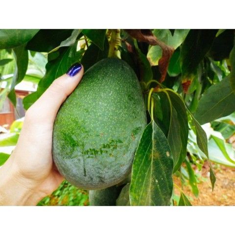 Simmons Avocado Grafted Trees 7gal Arboles De Aguacate Injertados Simmons
