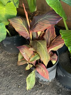 Aloe Vera Japanese Maple Elephant Ear