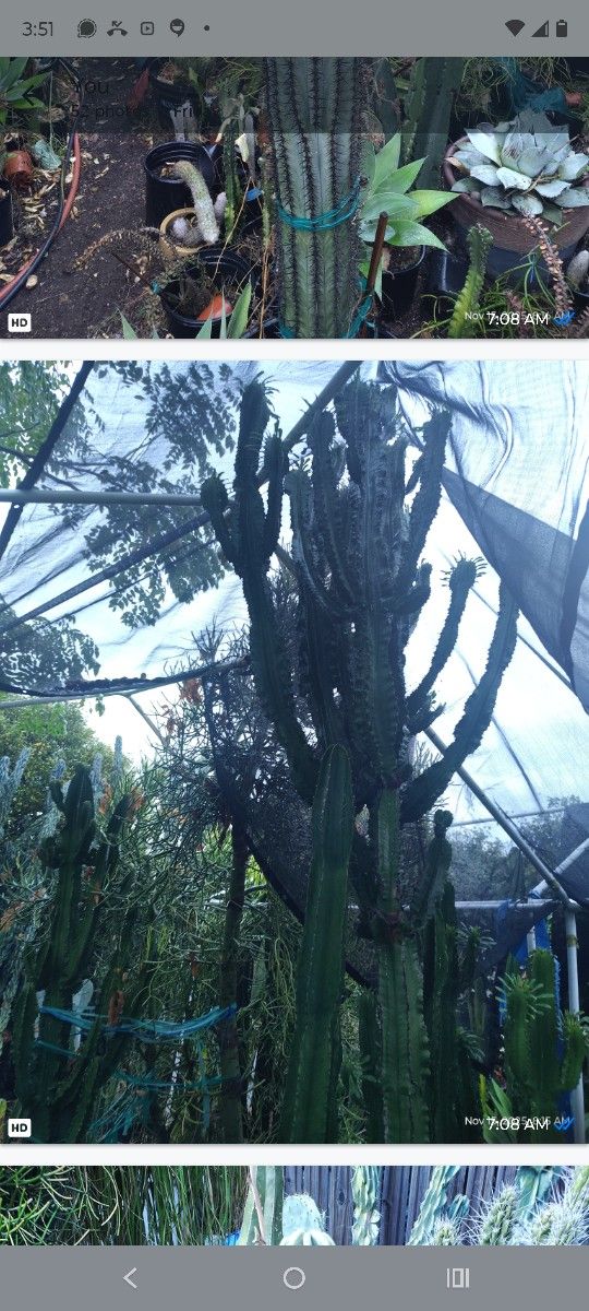 Euphorbia Branches Succulent