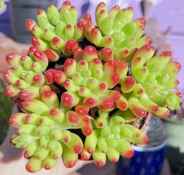 $6 Red Jelly Bean Succulent Plant 🪴 |Low Maintenance |Drought Tolerant 