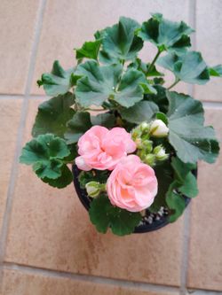 Planta