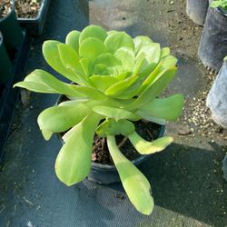Aeonium Salad Bowl