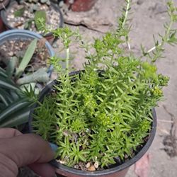 Small Succulent 