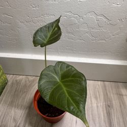 Alocasia Regal Shield 