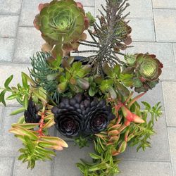 Assorted Succulent Plants 