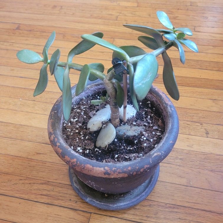 Jade Plant In Ceramic Pot 6"-$10. Pick-up In Aurora. 