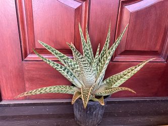 Tiger Aloe - $5 up to $25