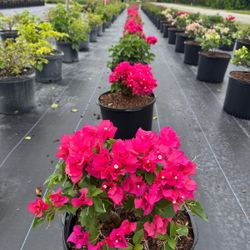 🌺 Plant: Bougainvillea