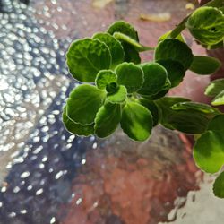 Vicks Plant (indoor For Winter) 