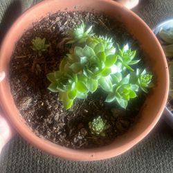 Succulents 