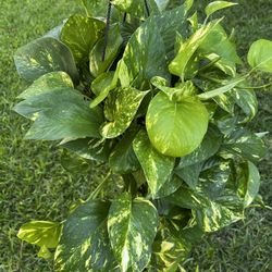 GOLDEN POTHOS ( Hanging Basket) 10” Pot