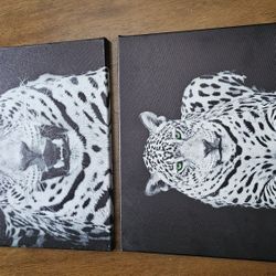 Cat Pictures