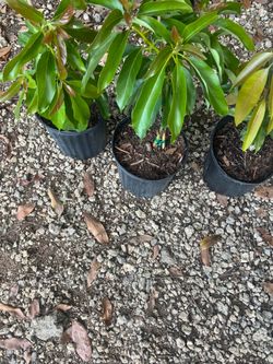 Russel avocado fruit tree