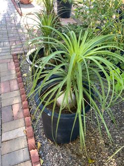 Ponytail plant