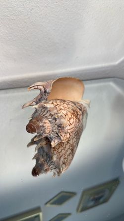 Imperial Volute ,   Seashell