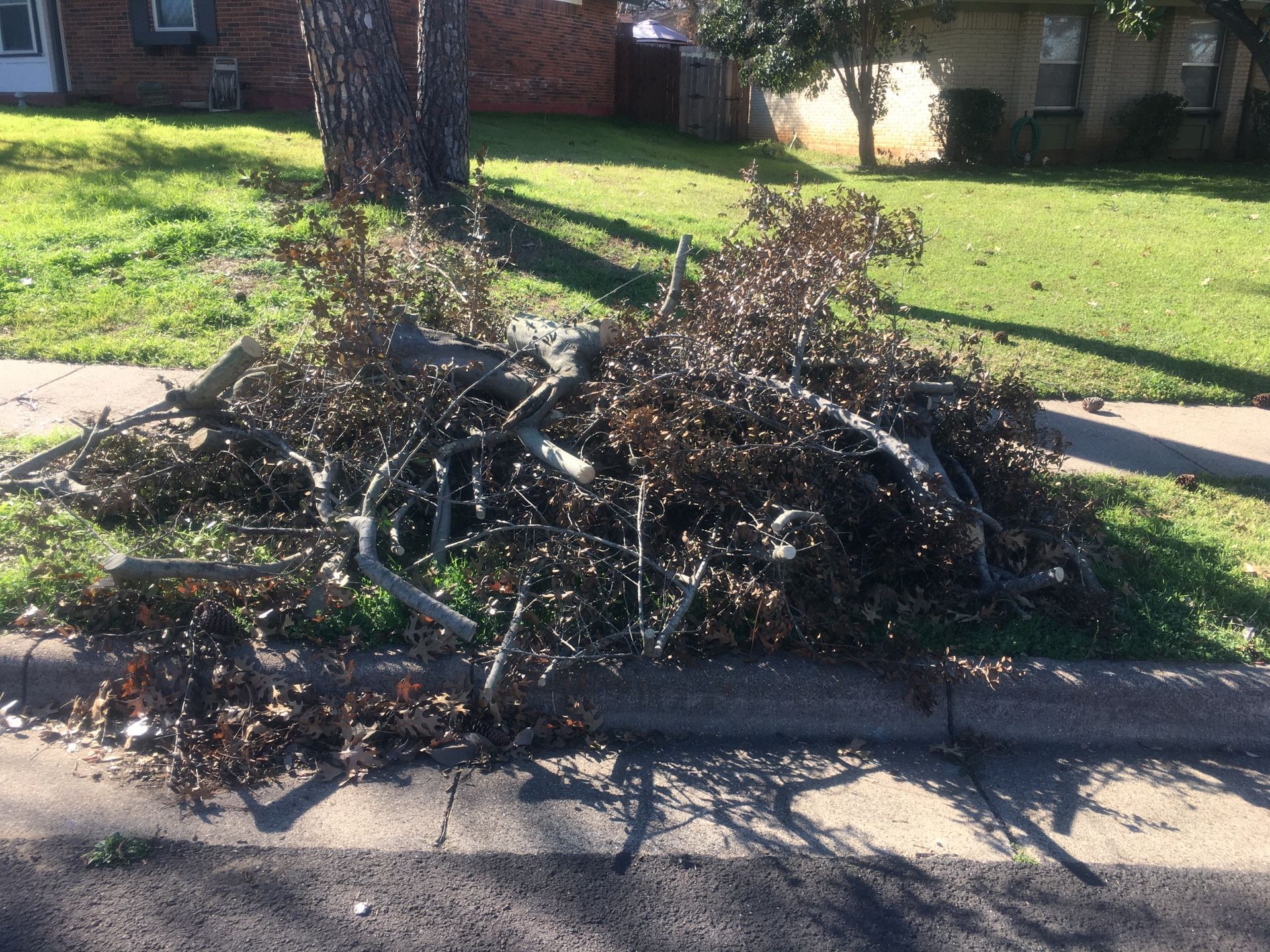 $20 Haul away tree brush