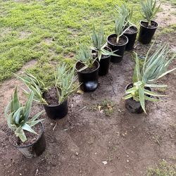 Large aloe Vera
