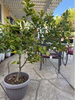 Live Calamondin/Calamansi Tree
