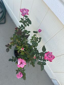 Rose plant in 5gl.