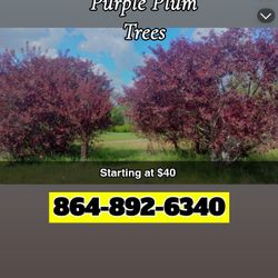 PURPLE PLUM TREES 