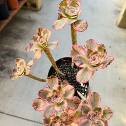Aeonium Pink Posiden Variegated Imported