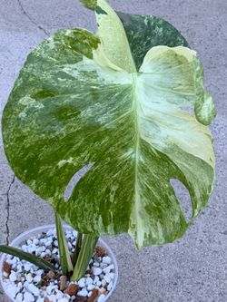 Monstera Deliciosa Ocean Mint