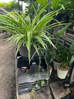 Spider plants in 10” hanging baskets. SPECIAL PRICE 🤩