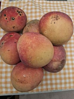 Sweet mangoes