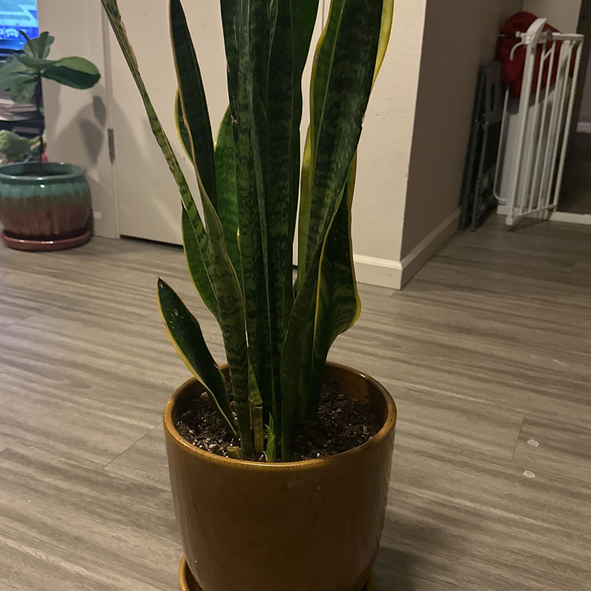 PLANT SELL 