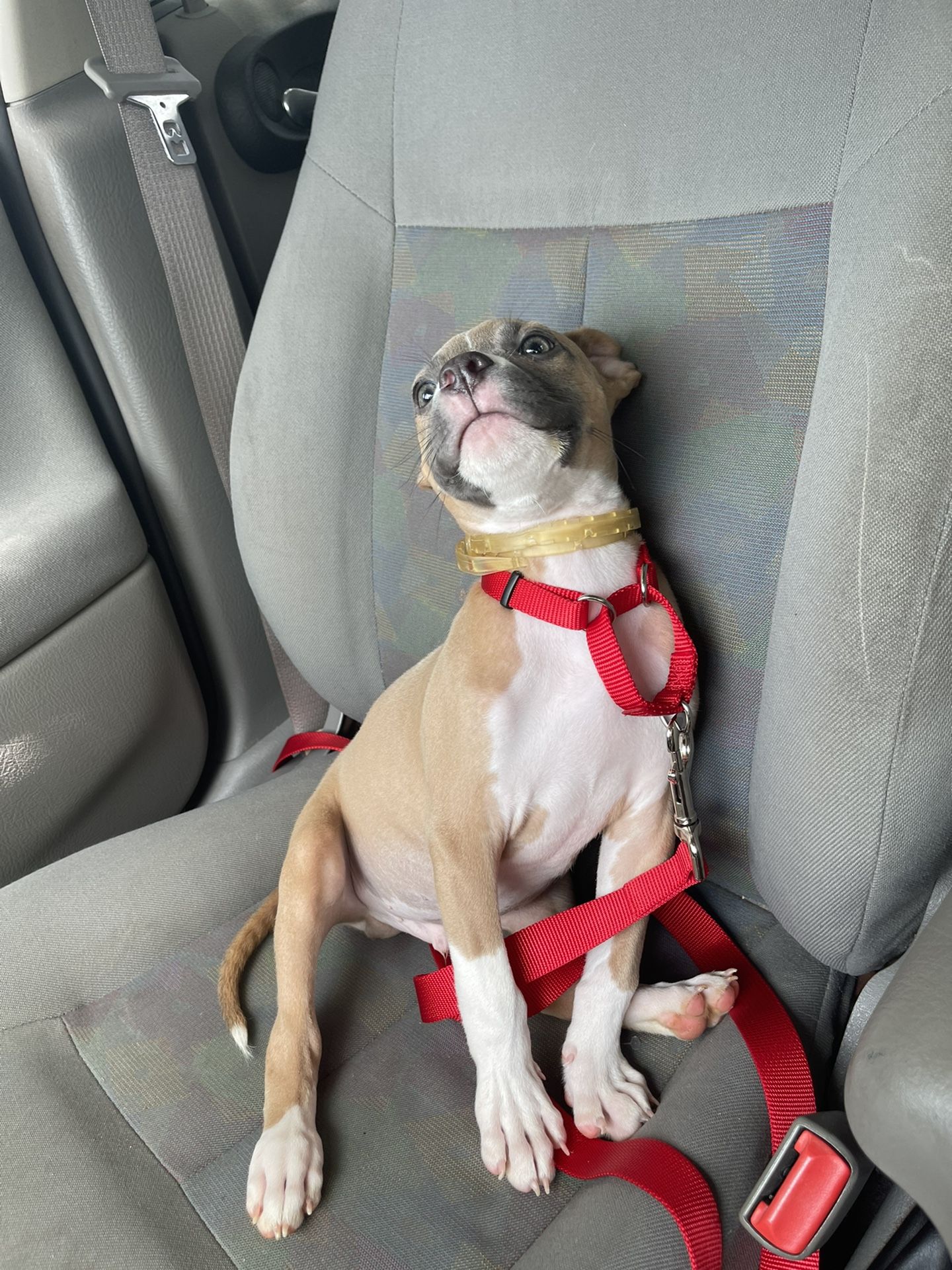 Pup