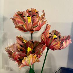 Giant Tulip