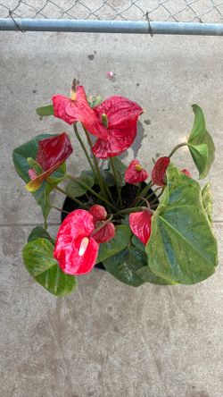 Flamingo Lily