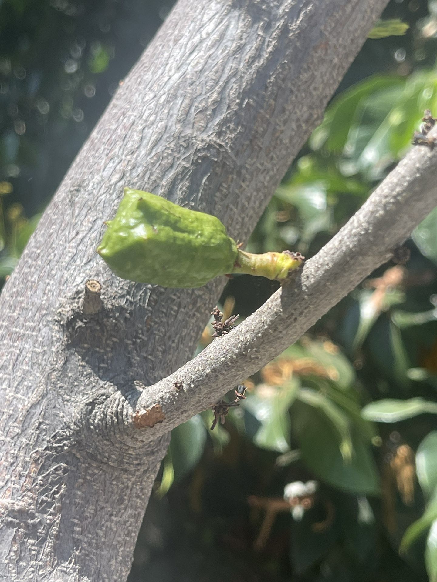 Arboles De Jocote Corona /ciruelos De Mexico