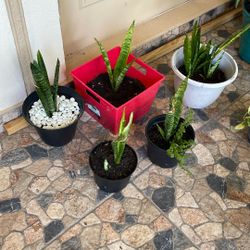 Snake plant