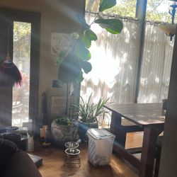 Plants. A 10ft Tall Fig In Ornamental Plant With Money Plant As Ground Cover. Second Plant Cymbi, Orchid In Ornamental Pot; Flowers Heavy Every Season