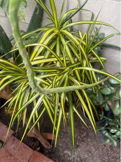 Garden plant