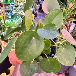 Pilea Money Plant Chinese Money Plant Indoor Feng Shui Plant